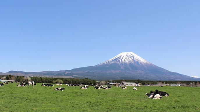 静岡県朝霧高原の酪農風景