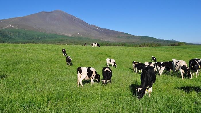 群馬県の酪農風景