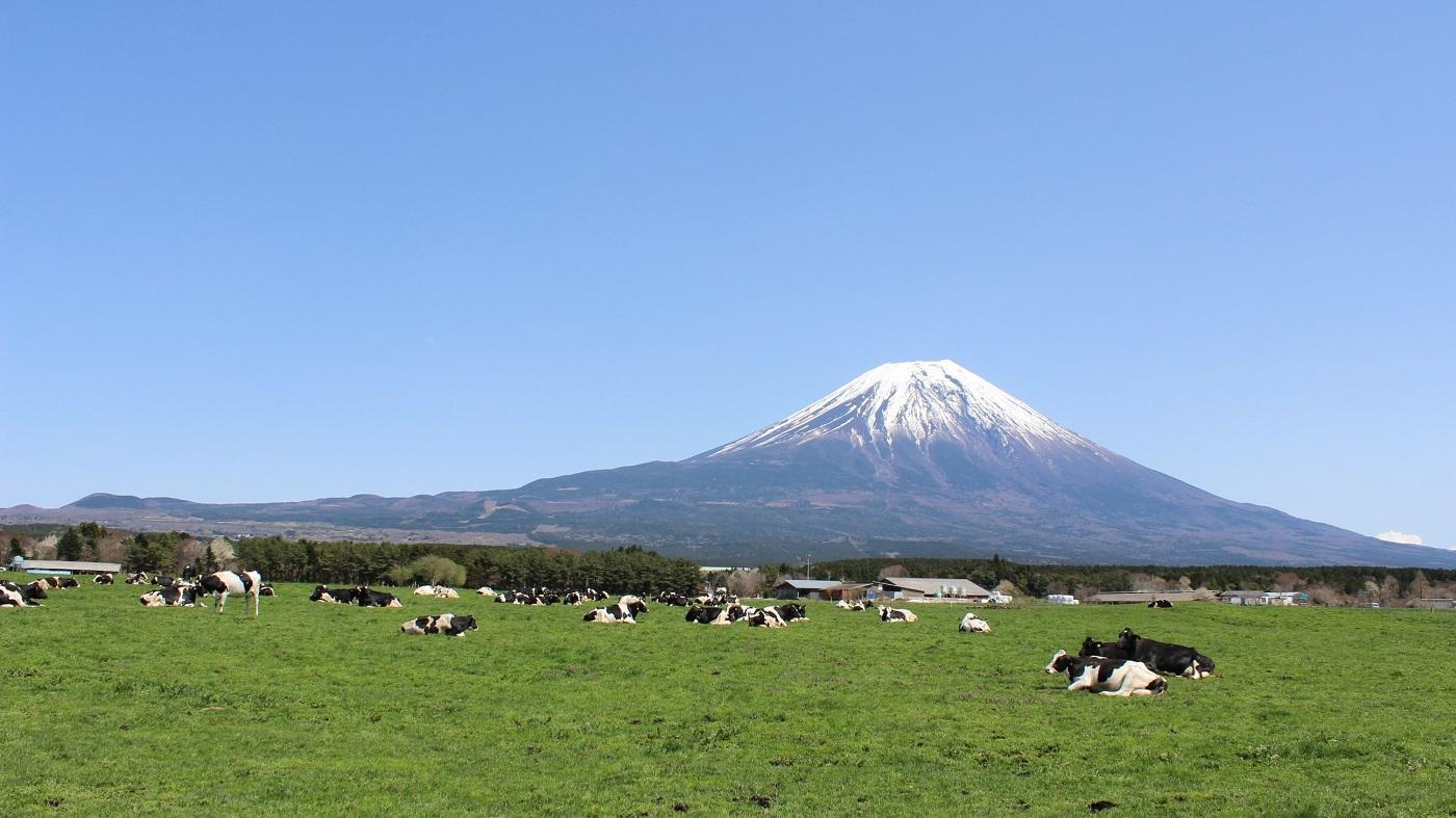 都府県の酪農風景（静岡県朝霧高原）