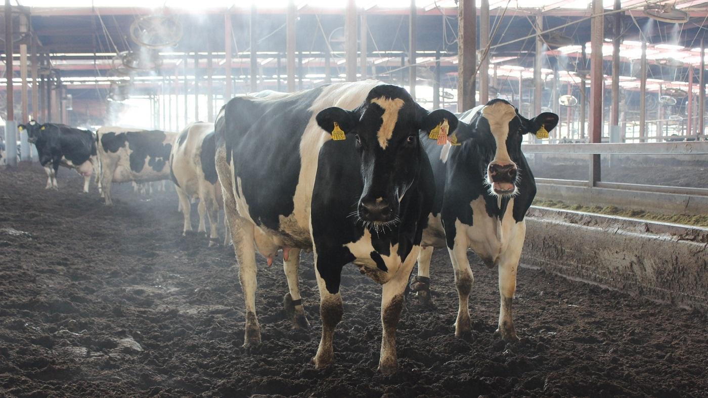 茨城県常陸大宮市の瑞穂農場