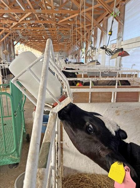 代用乳を飲む子牛（全農提供）