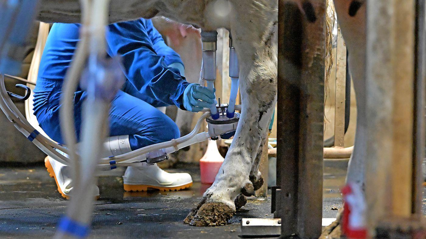 搾乳の際に着用するゴム手袋にも供給不安が広がる