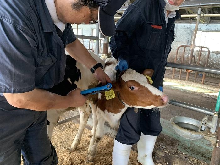 ゲノミック検査に使う試料は子牛の耳から採取する（標茶町農協提供）