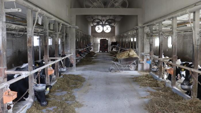 杉本さんの牧場の牛舎は小さいながら常に清潔、乳牛もゆったり過ごす