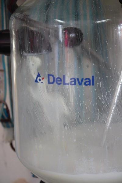 ミルカーで搾乳中の生乳