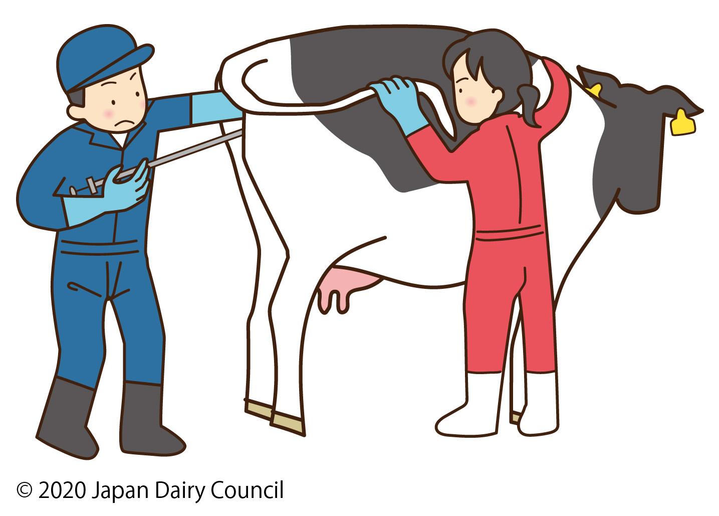 人工授精のイメージ画像（中央酪農会議「酪農イラスト素材集」より）