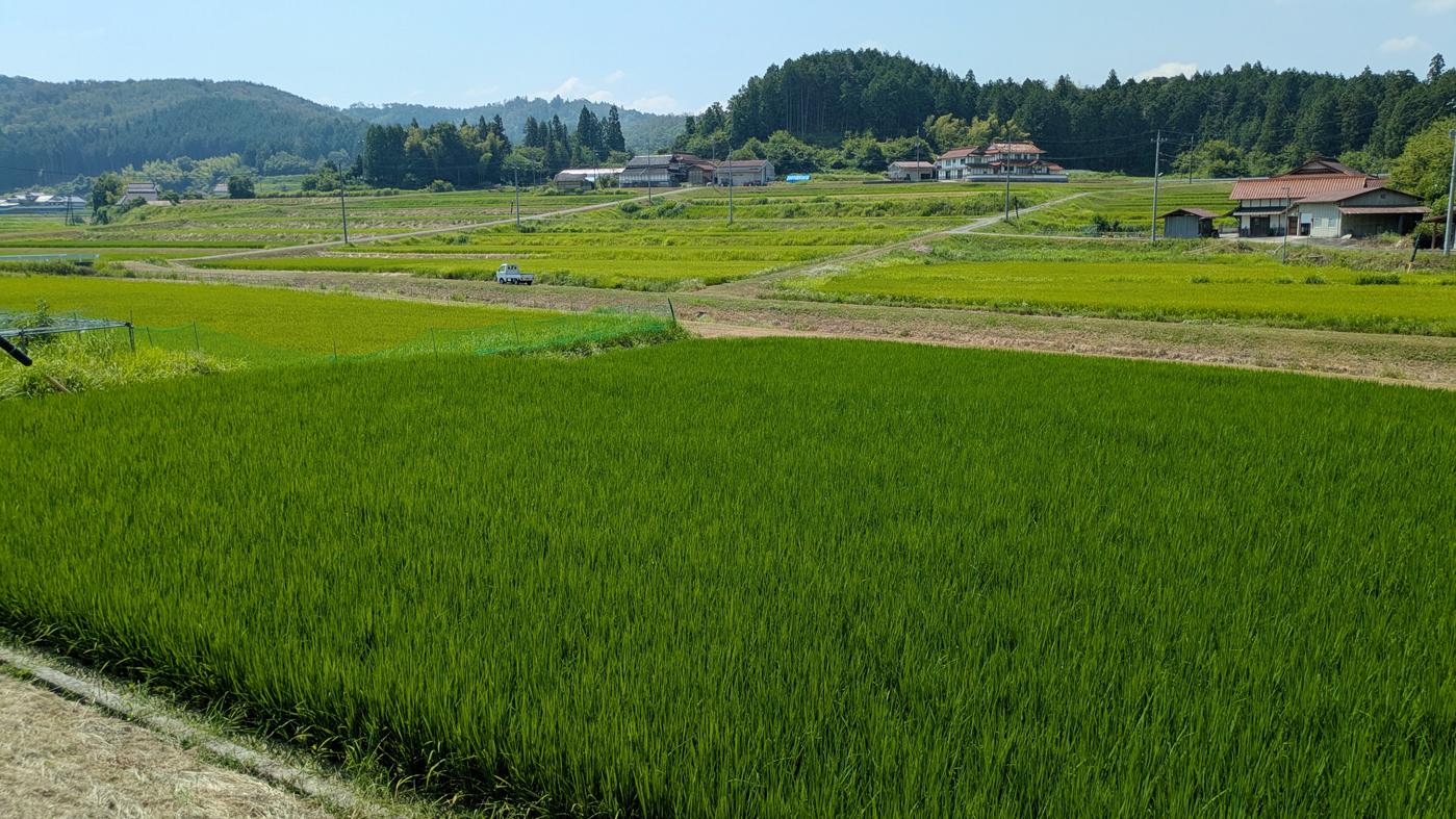 三次市内で7月末に撮影したWCS用稲（手前）。この時点では主食用米稲よりも緑が濃く、見分けやすい