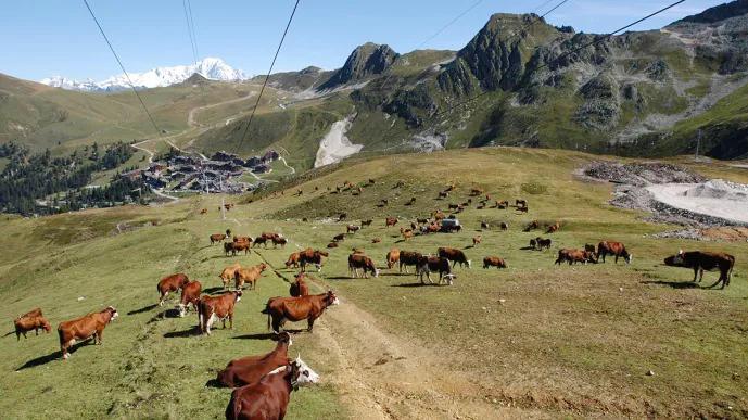 フランス山岳部の放牧風景（仏農業・食料安全保障省プレスリリースより抜粋、Pascal Xicluna撮影）