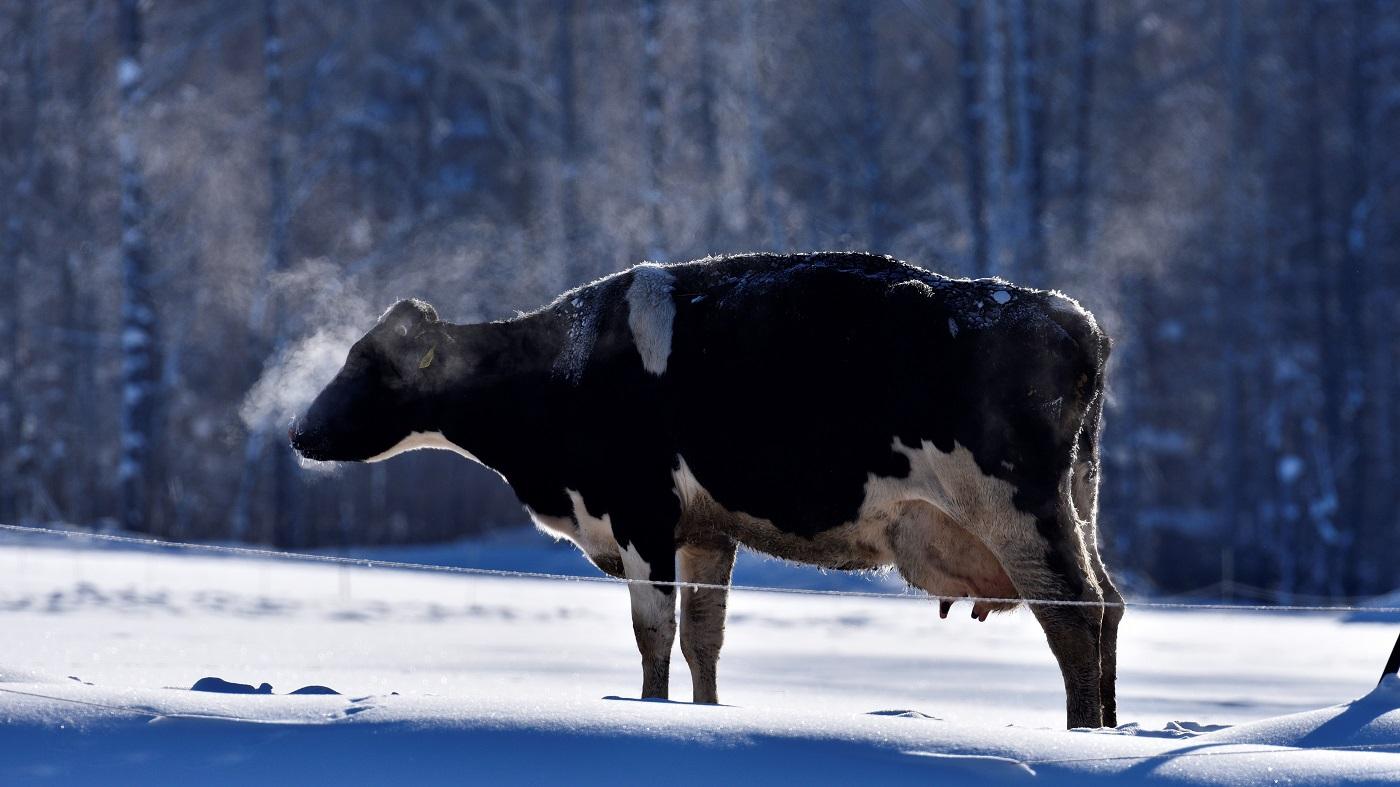 北海道の酪農風景