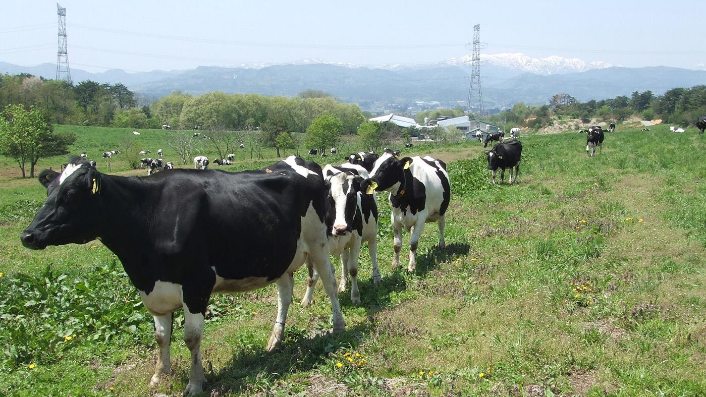 ピュアな成分無調整牛乳が主流ゆえ、需給の調整が難しい日本の酪農