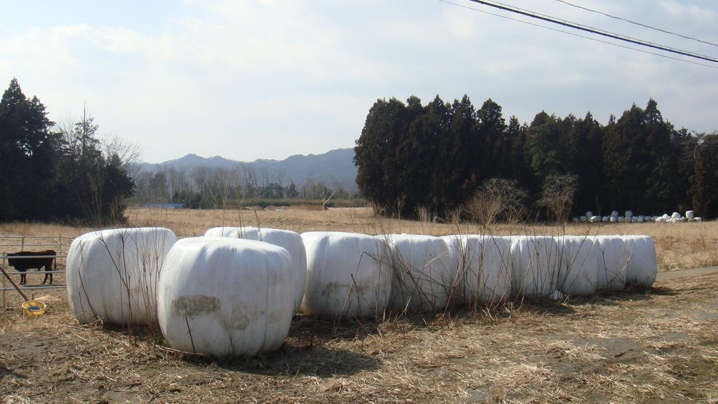 福島第一原発事故で汚染され放置されたままの牧草ロール。左端には野生化した牛が見える。餌でおびき寄せられ捕獲される（2012年2月に福島県浪江町で撮影）