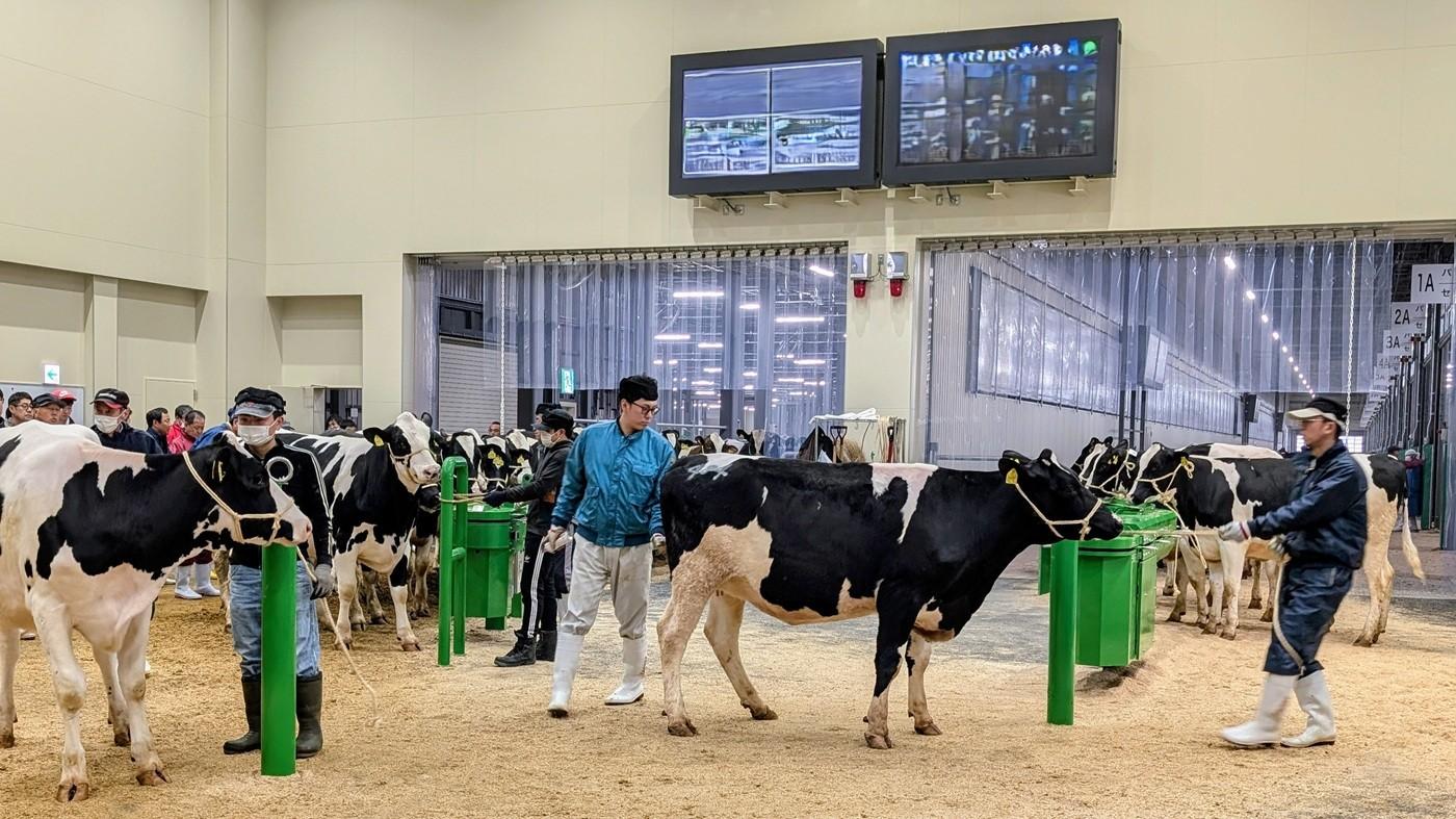 ホクレン十勝乳牛市場の様子（一部加工）