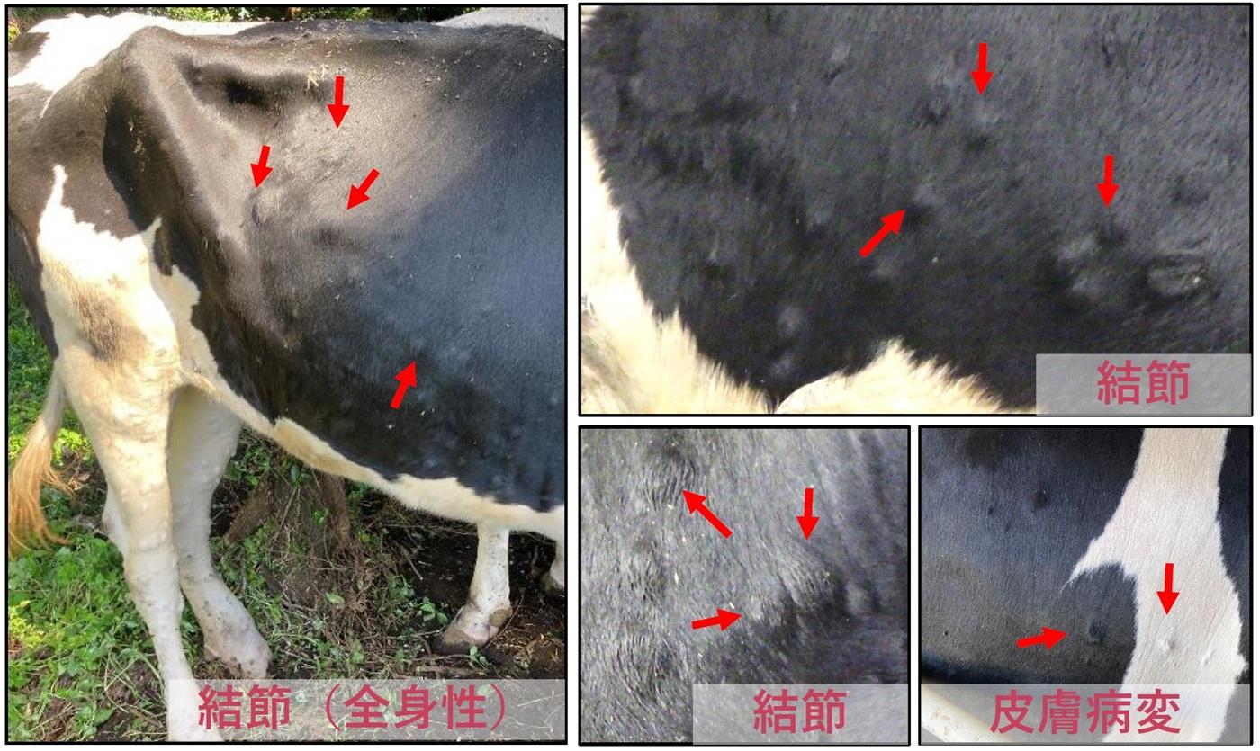 LSDを疑う症状（農水省資料より）
